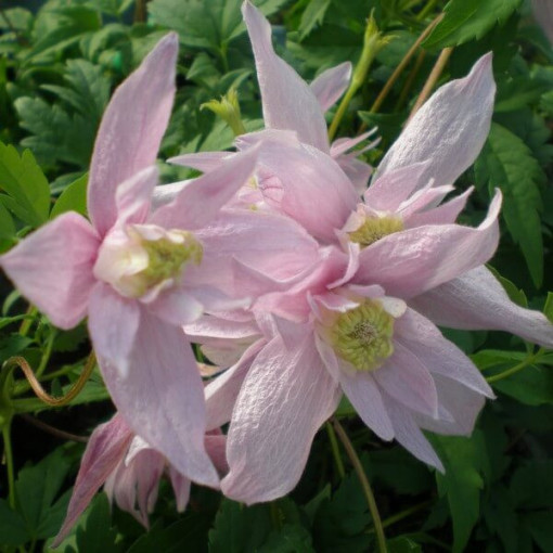 Clematis (botanisch) Markham's Pink P9/C1