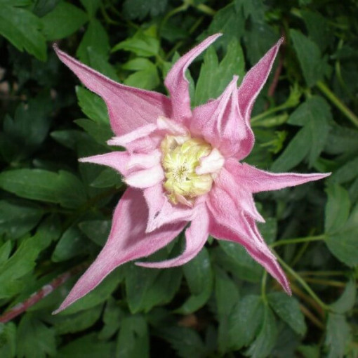 Clematis (botanisch) Markham's Pink P9/C1