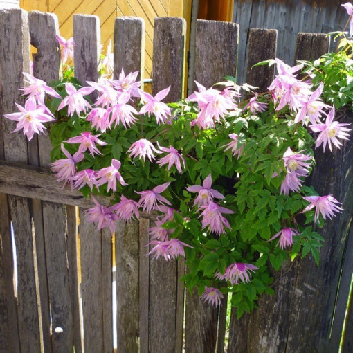 Clematis (botanisch) Markham's Pink P9/C1