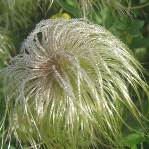 Clematis (botanisch) 'Bill Mackenzie' P9/C1