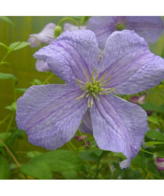 Clematis Blauer Engel (viticella) P9/C1