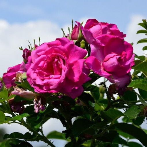 Kletterrose 'Pink Cloud' 4L Topf