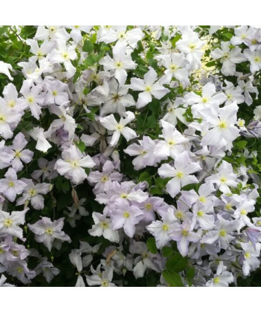 Clematis Blauer Engel (viticella) P9/C1