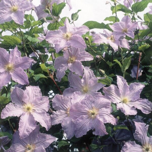 Clematis Blauer Engel (viticella) P9/C1