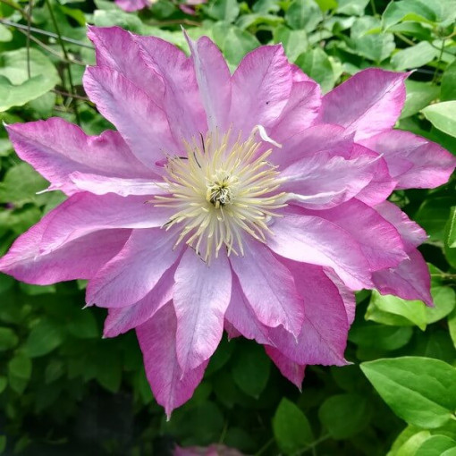 Clematis Asao (großblütig) P9/C1