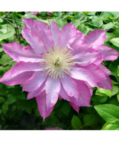 Clematis Asao (großblütig) P9/C1