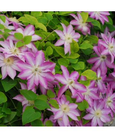 Clematis Asao (großblütig) P9/C1