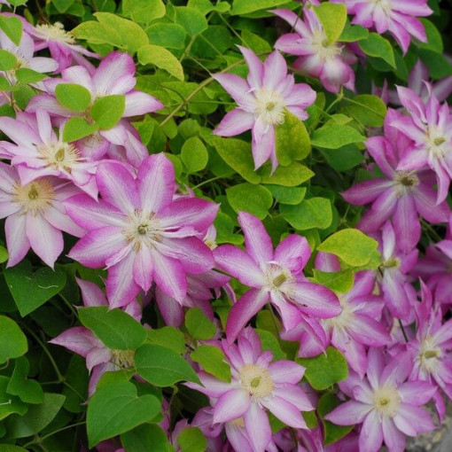 Clematis Asao (großblütig) P9/C1