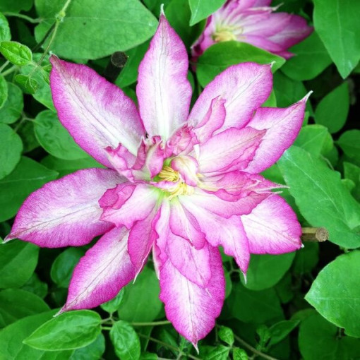 Clematis Asao (großblütig) P9/C1