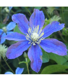 Clematis Arabella (staudig, bodendeckend) P9/C1