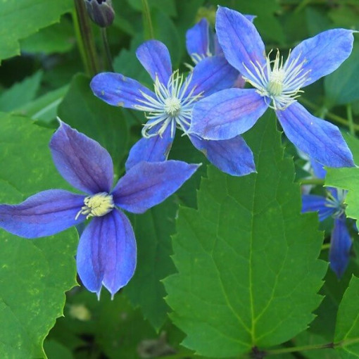 Clematis Arabella (staudig, bodendeckend) P9/C1
