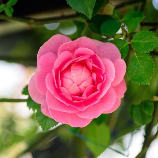 Kletterrose 'Pink Cloud' 4L Topf