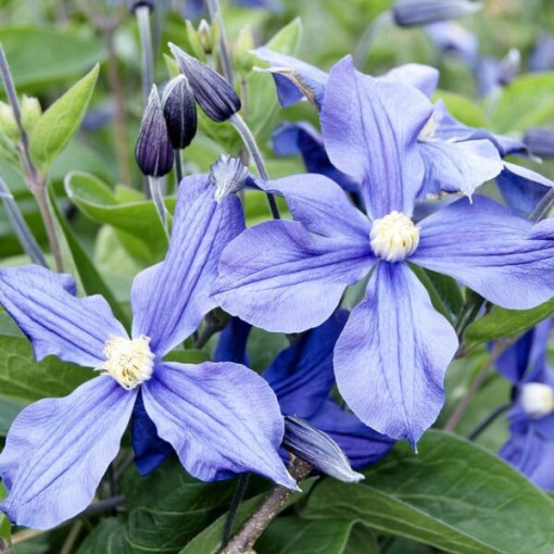 Clematis Arabella (staudig, bodendeckend) P9/C1