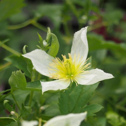 Clematis Anita (botanisch) P9/C1
