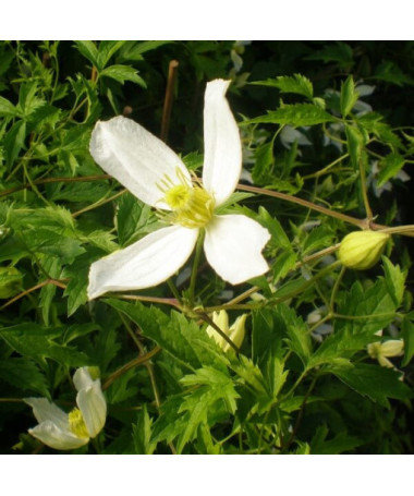 Clematis Anita (botanisch) P9/C1