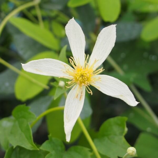 Clematis Anita (botanisch) P9/C1