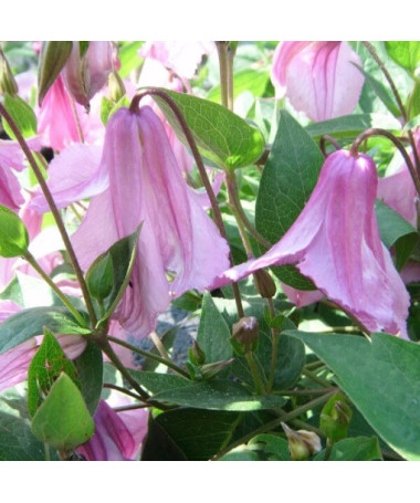 Clematis Alionushka P9/C1