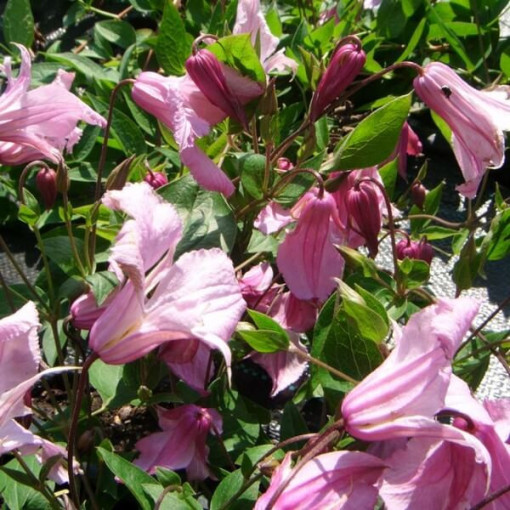 Clematis Alionushka P9/C1