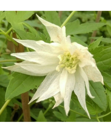 Clematis Albina Plena (botanisch) GEFÜLLT