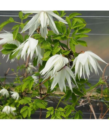 Clematis Albina Plena (botanisch) GEFÜLLT