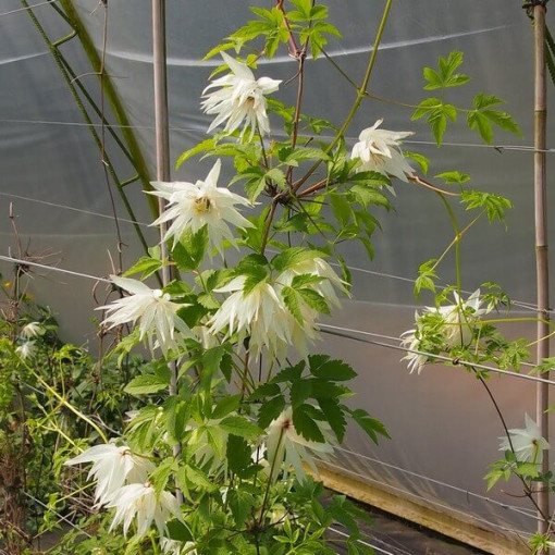 Clematis Albina Plena (botanisch) GEFÜLLT