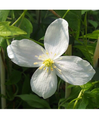 Clematis Alba P9/C1
