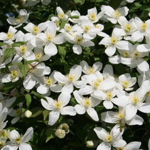 Clematis Alba P9/C1