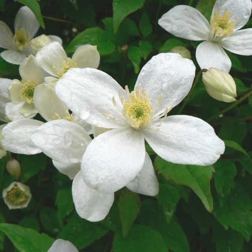 Clematis Alba P9/C1