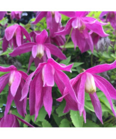 Clematis (gefüllt) Ruby P9/C1