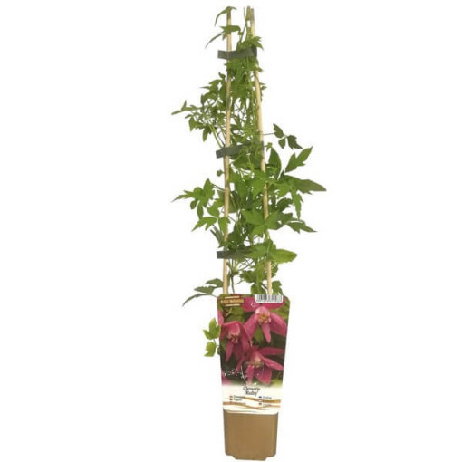 Clematis (gefüllt) Ruby P9/C1