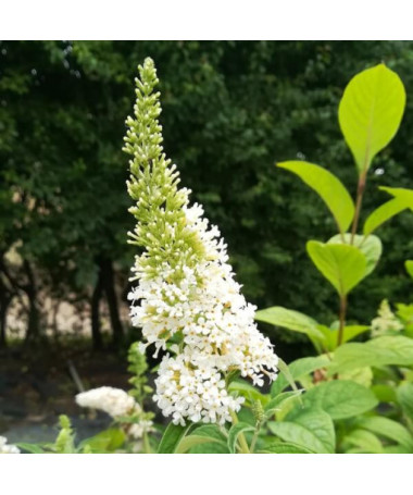 Sommerflieder (Buddleja davidii) 'White Bouquet' Topf 2L