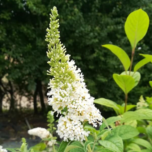 Sommerflieder (Buddleja davidii) 'White Bouquet' Topf 2L