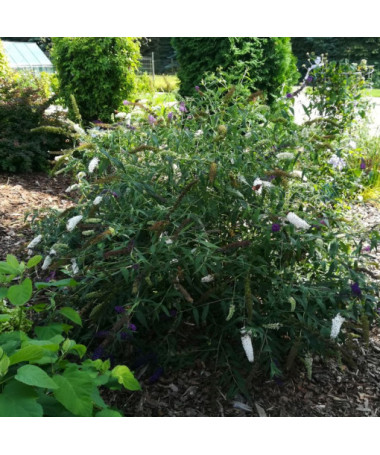 Sommerflieder (Buddleja davidii) 'White Bouquet' Topf 2L