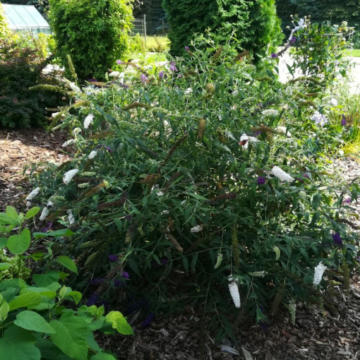 Sommerflieder (Buddleja davidii) 'White Bouquet' Topf 2L