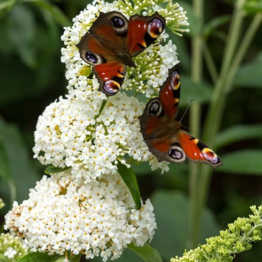 Sommerflieder (Buddleja davidii) 'White Bouquet' Topf 2L