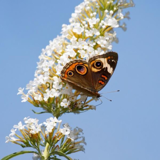 Sommerflieder (Buddleja davidii) 'White Bouquet' Topf 2L