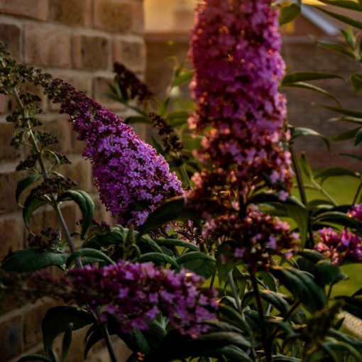 Sommerflieder 'Summer Beauty' Topf 2L