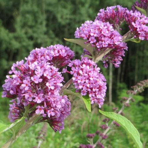 Weidenblättriger Sommerflieder (Buddleja alternifolia) Topf 2L