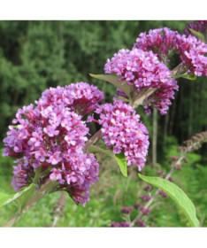 Weidenblättriger Sommerflieder (Buddleja alternifolia) Topf 2L