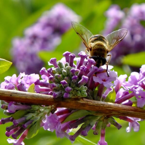 Weidenblättriger Sommerflieder (Buddleja alternifolia) Topf 2L
