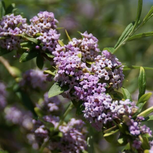 Weidenblättriger Sommerflieder (Buddleja alternifolia) Topf 2L