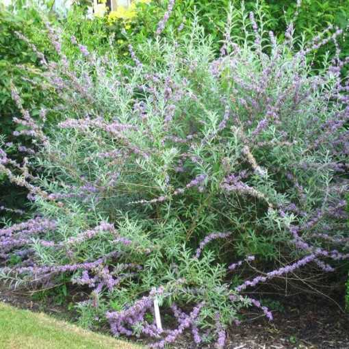 Weidenblättriger Sommerflieder (Buddleja alternifolia) Topf 2L