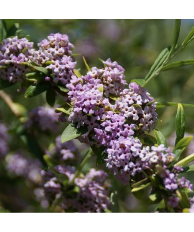 Wechselblättriger Sommerflieder (Buddleja alternifolia) P9/C1