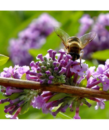 Wechselblättriger Sommerflieder (Buddleja alternifolia) P9/C1