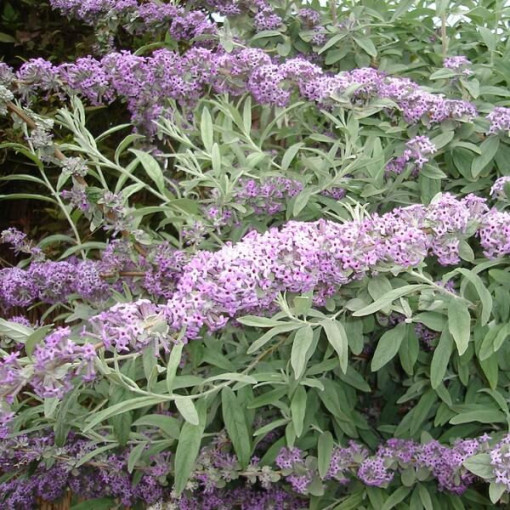 Wechselblättriger Sommerflieder (Buddleja alternifolia) P9/C1