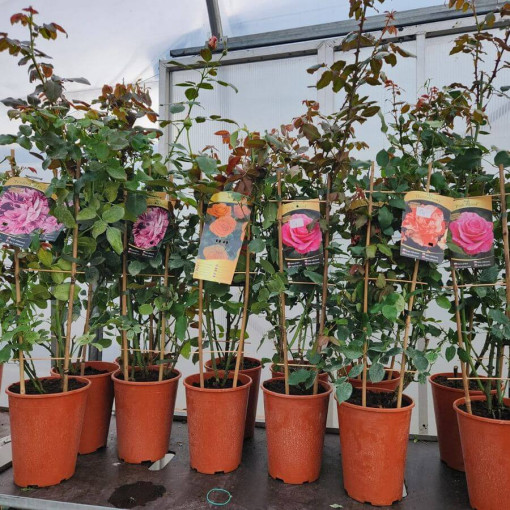 Großblumige Rose 'Sika' 4L Topf