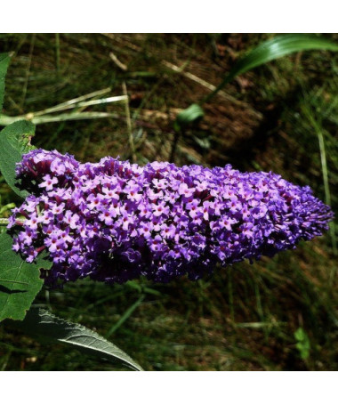 Sommerflieder 'Purple Prince' im P9/C1