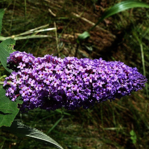 Sommerflieder 'Purple Prince' im P9/C1