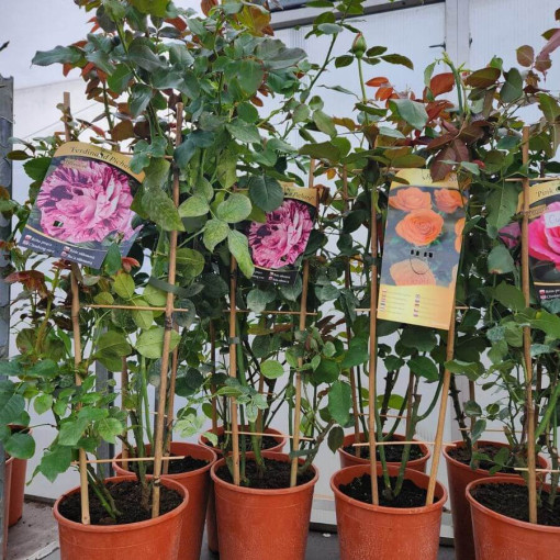 Großblumige Rose 'Sika' 4L Topf