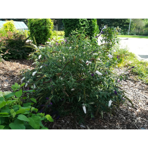 Sommerflieder 'White Bouquet' P9/C1